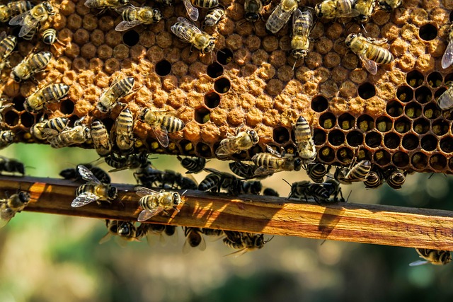 usos cosméticos de la cera de abeja