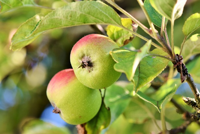 que ocurre en el cuerpo si se toma una manzana al día