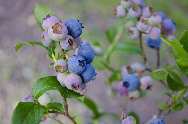 Qué vitaminas y minerales tiene el arándano