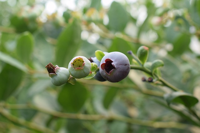 el poder antioxidante del arándano.