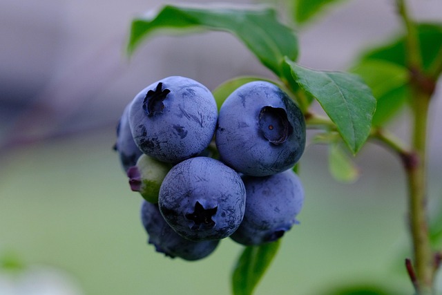 fruta adecuada para dietas baja en calorías y en grasa