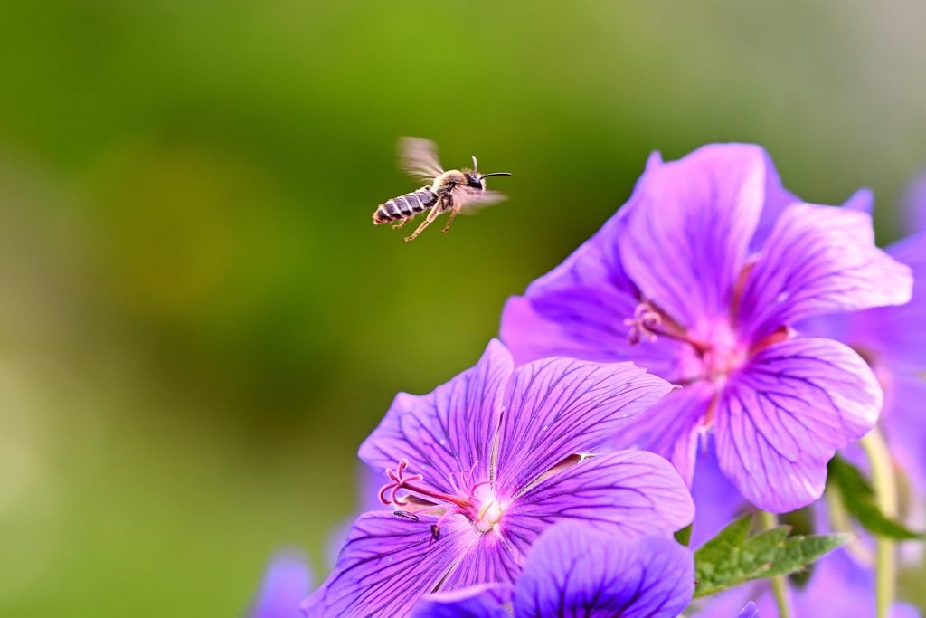 Beneficios cosméticos de la malva en la piel