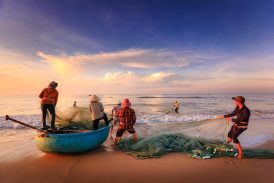 Cuál es el pescado con más proteínas