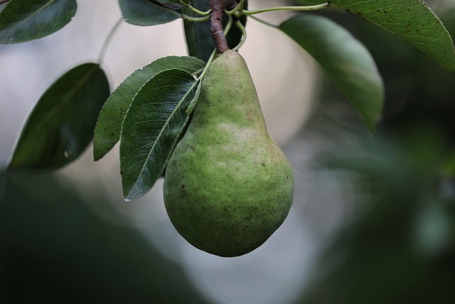 La pera buena fruta con fibra
