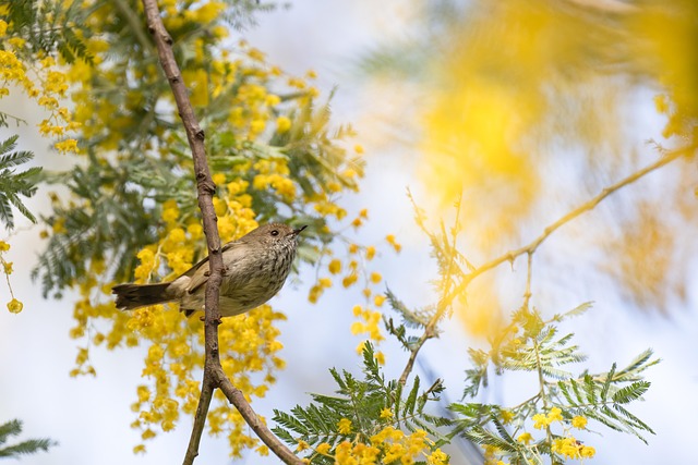 aceite de argán para las estrías