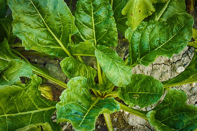 verdura de hoja verde es rica en minerales