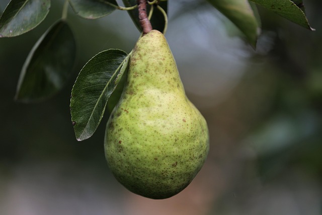 la pera fruta con propiedades minerales.