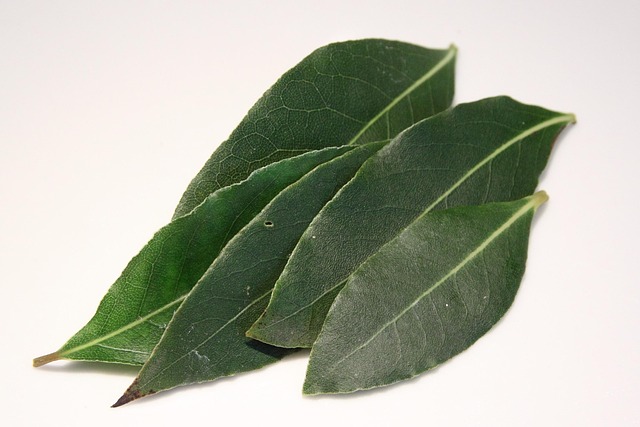 beneficios y propiedades del aceite esencial de laurel