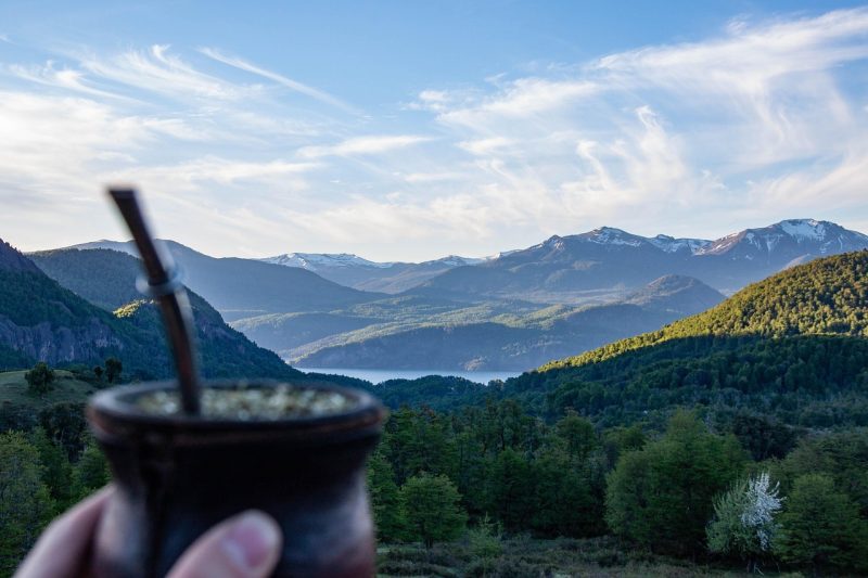 yerba mate