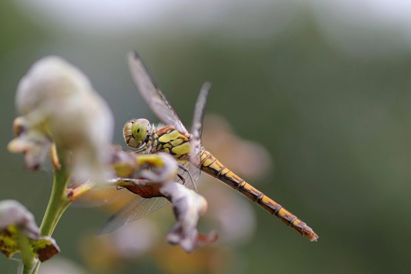 Plantas para repeler mosquitos guía completa para tu hogar