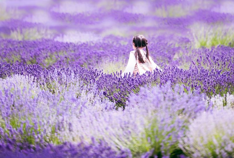 Cómo hacer aceite de lavanda casero Guía paso a paso
