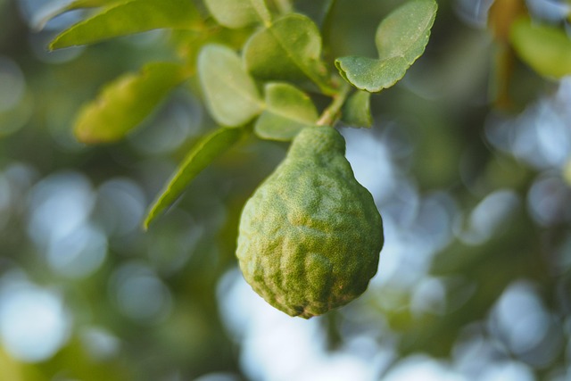 Uses and Contraindications of Bergamot Essential Oil o para qué srve el aceite esencial de bergamota