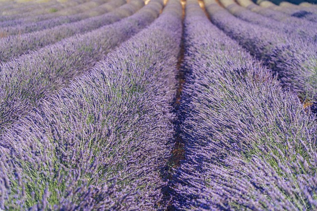benéficos de hacer un aceite de lavanda