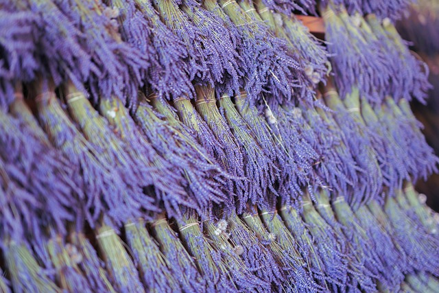 recogida de flores de lavanda