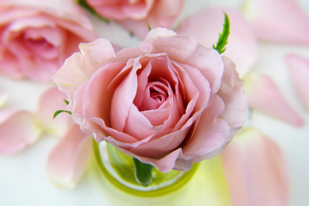 Agua de rosa damascena