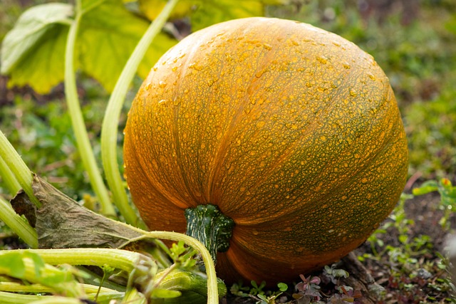 la calabaza recomendada para la salud