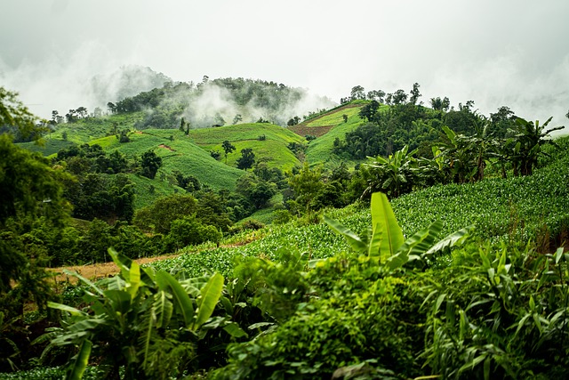 planta medicinal tradicional reconocida por la unión europea