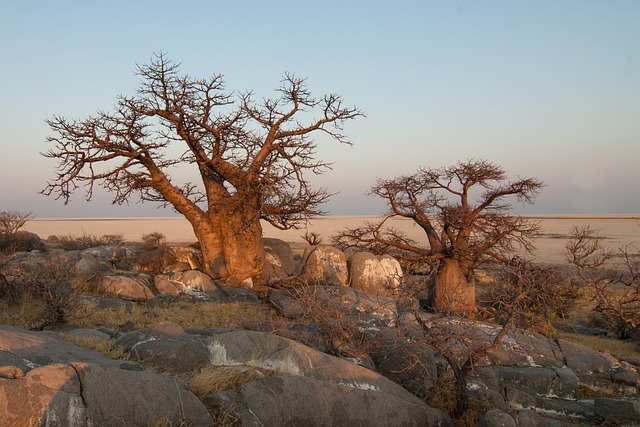 cuidados para todo tipo de piel con aceite de baobab
