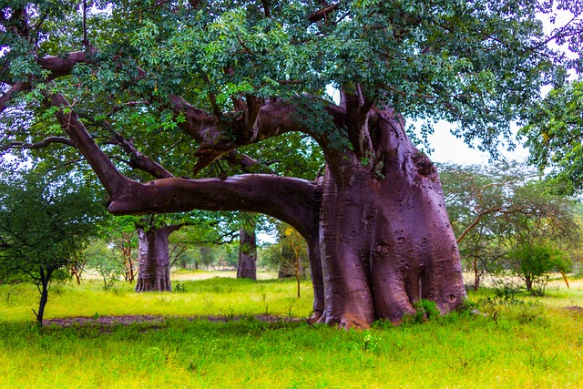 propiedades regeneradoras del aceite d baobad