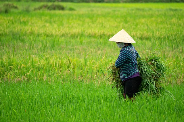 Por qué el arroz no tiene gluten