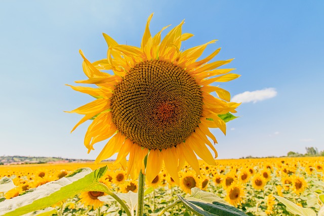 propiedades nutricionales del aceite de girasol