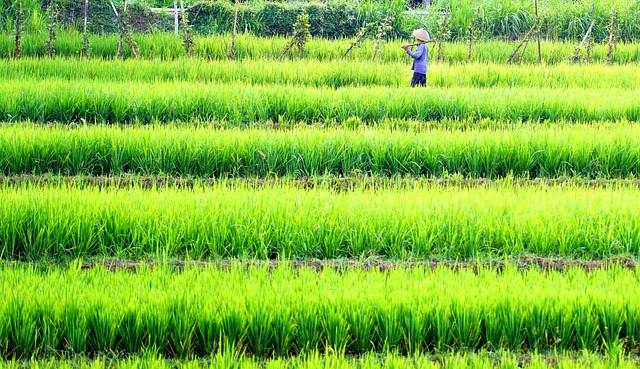 propiedades y beneficios del arroz integral