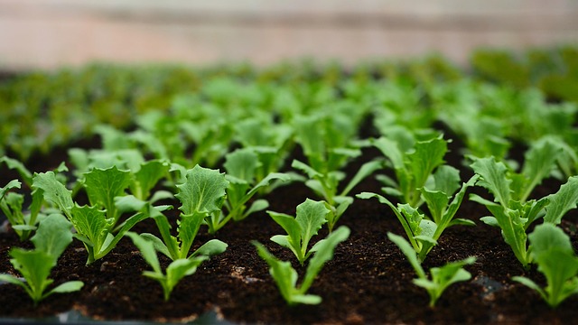 verduras de hoja verde y su valor nutricional