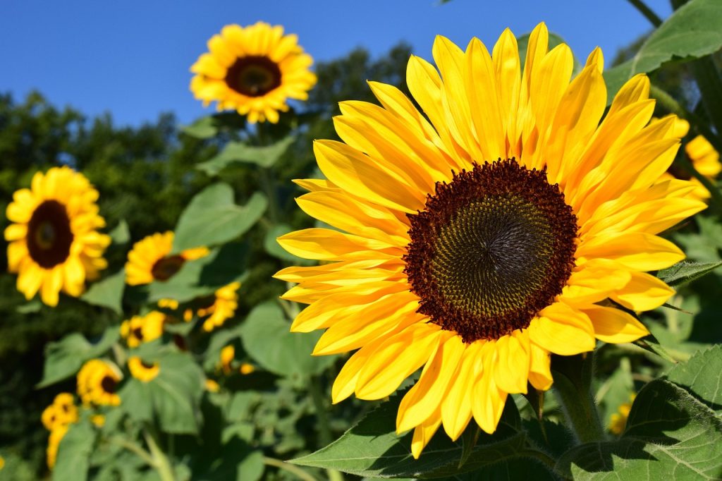 Beneficios de la cera de girasol para la piel