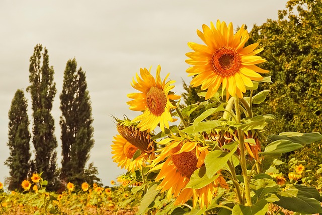 caracteristicas de la cera de girasol