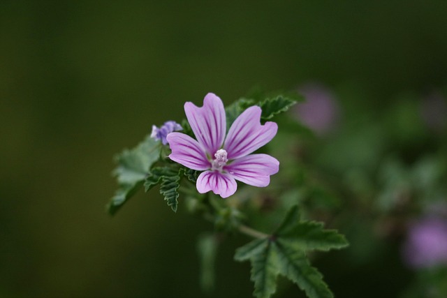 para qué sirve y usos de la malva