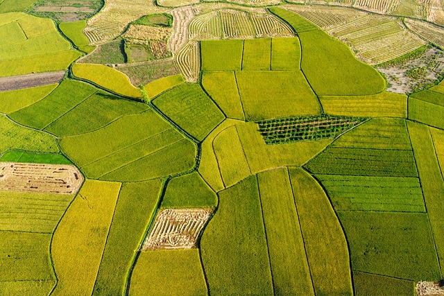 propiedades y de dónde se obtiene la cera de arroz