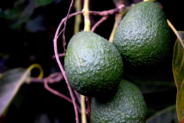 El aguacate es bajo en azúcar