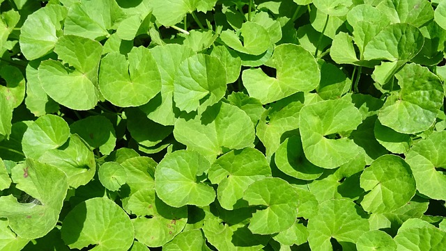 es segura y para qué sirve la centella asiática