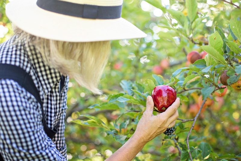 fruta con más fibra