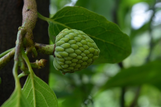 fruta tropical la chirimoya