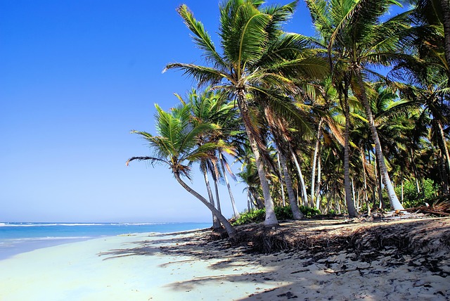 frutas tropicales de verano