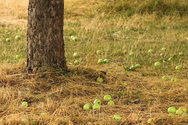 valor nutricional de la fibra en la fruta