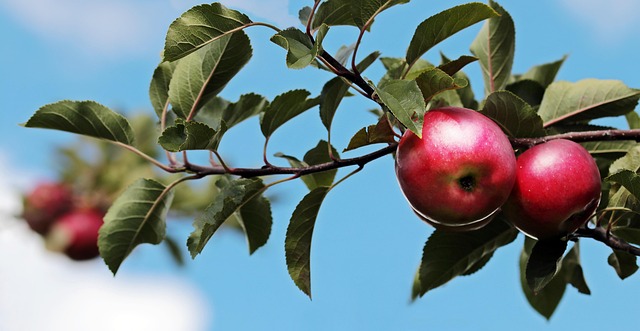 Apple for gastritis o manzana para la gastritis