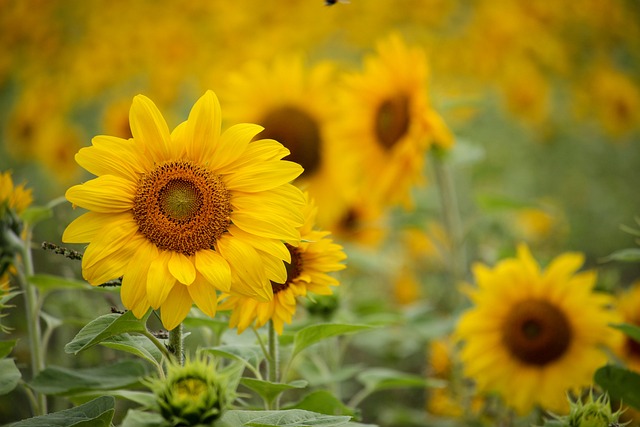 aceite de girasol para macerados u oleatos caseros