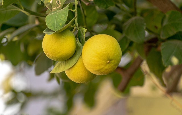 lemon essential oil for focus o aceite esencial de limón para concentrarse