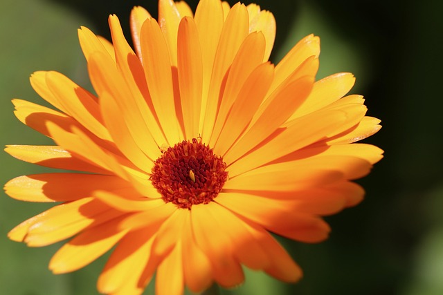 para que sirve usos de la caléndula o Marigold en la piel